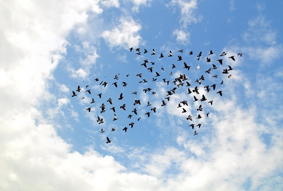 birds_arrow.jpg