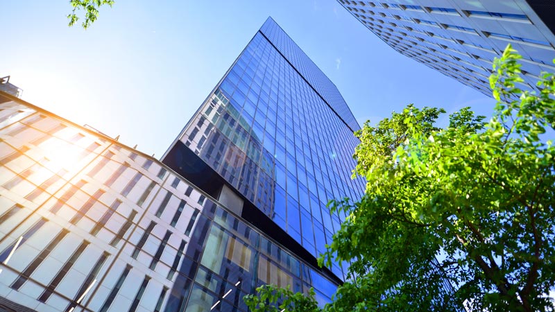 skyscrapers-and-tree.jpg